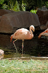 The Flamingo