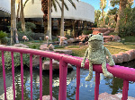 Fergus in Las Vegas