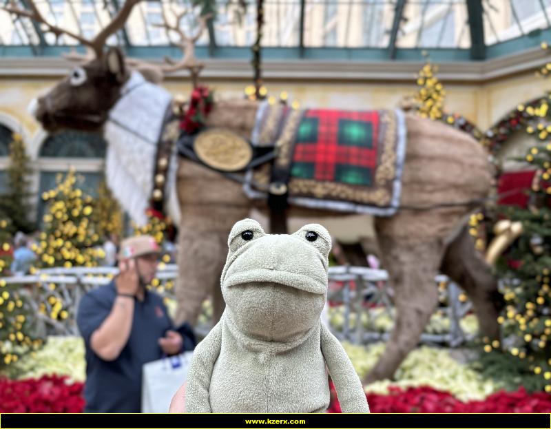 Fergus in Las Vegas